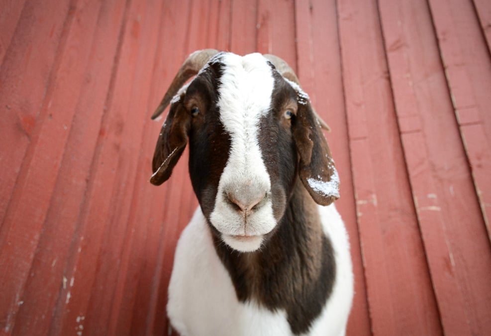 Joey goat