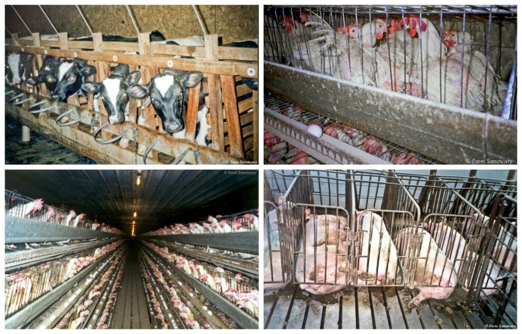 Farm animal confinement: Veal crates, gestation crates, and battery cages