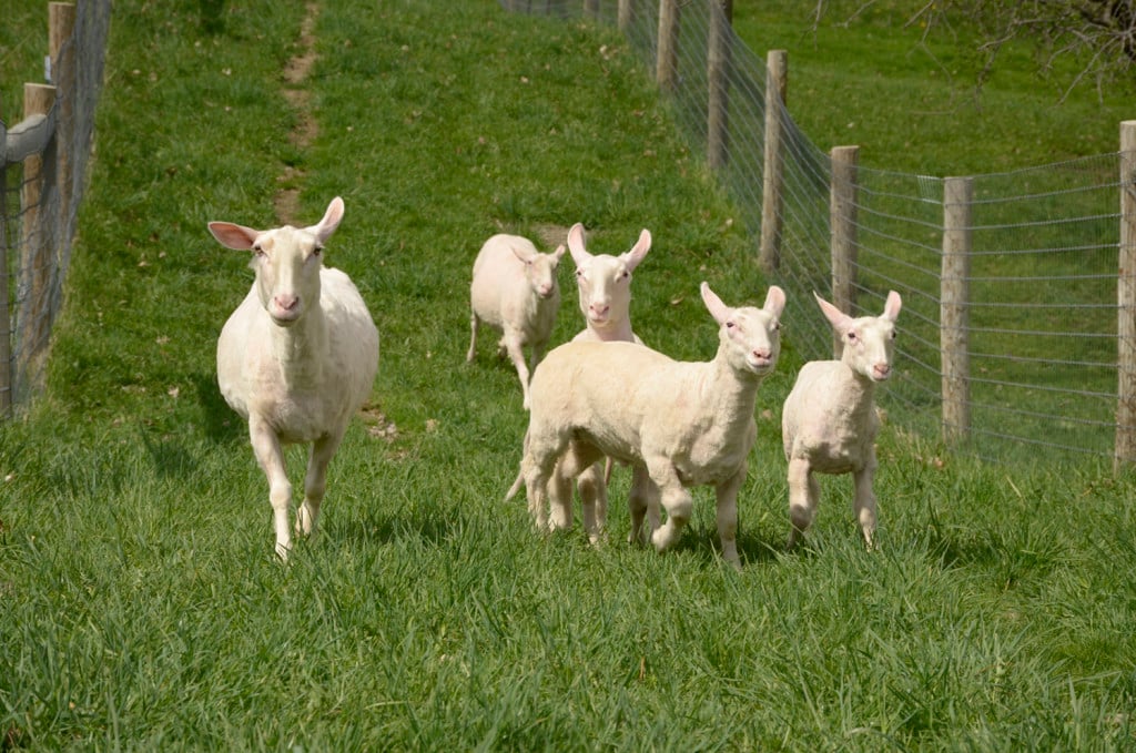 Farm Sanctuary sheep residents Tracey, Louise, Hazelton, Reubie, and Summer