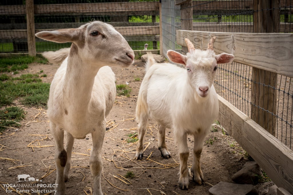 Romy lamb and Levi goat at Farm Sanctuary