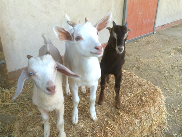 Calvin, Vince, and Paul Harvey goats at Farm Sanctuary