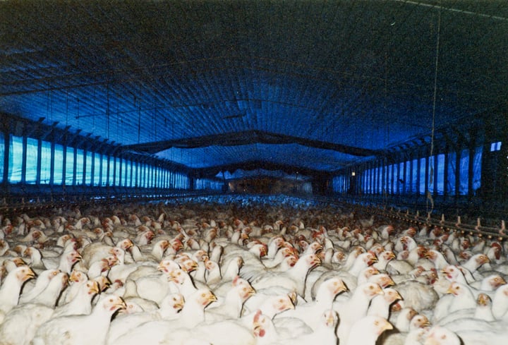 Chickens at a factory farm