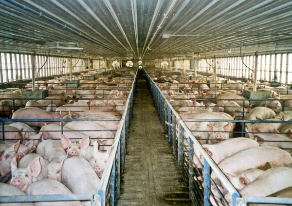 Pigs at a factory farm