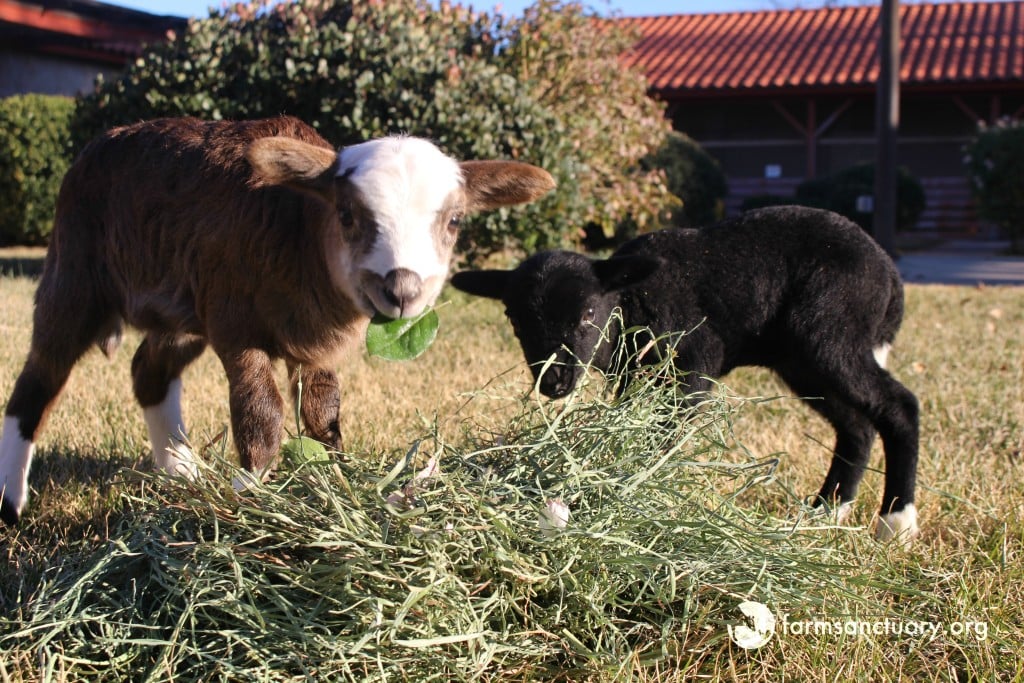 2015_12-17_FSAC_Nina_and_Kelley_lamb_IMG_0616_CREDIT_Farm_Sanctuary (1)