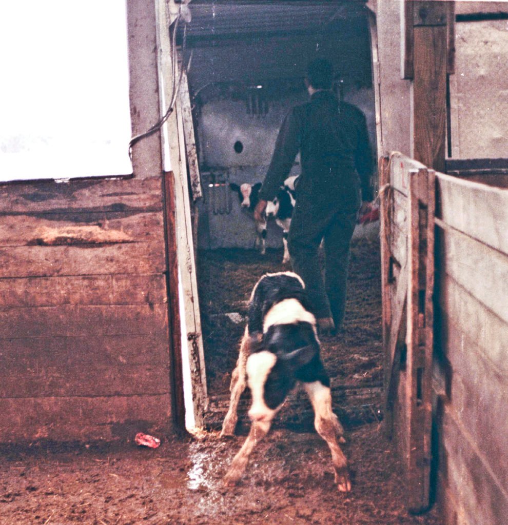 Frail calves, sometimes just hours old, are sent to livestock markets where they often succomb to illness and disease. Many of the newborn calves who are sent to stockyards are the offspring of dairy cows. The cows must be impregnated and give birth in order to produce milk. (Feel free to distribute freely for not-for-profit use, but please credit Farm Sanctuary. If you are media and are in need of a high-resolution version of this image, please contact us requesting the file S7,14a_300_1.)